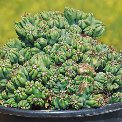 Cereus forbesii monstrose 'Ming Thing'