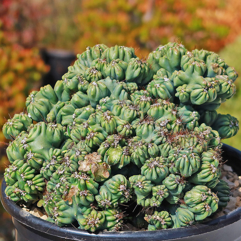 Cereus forbesii monstrose &