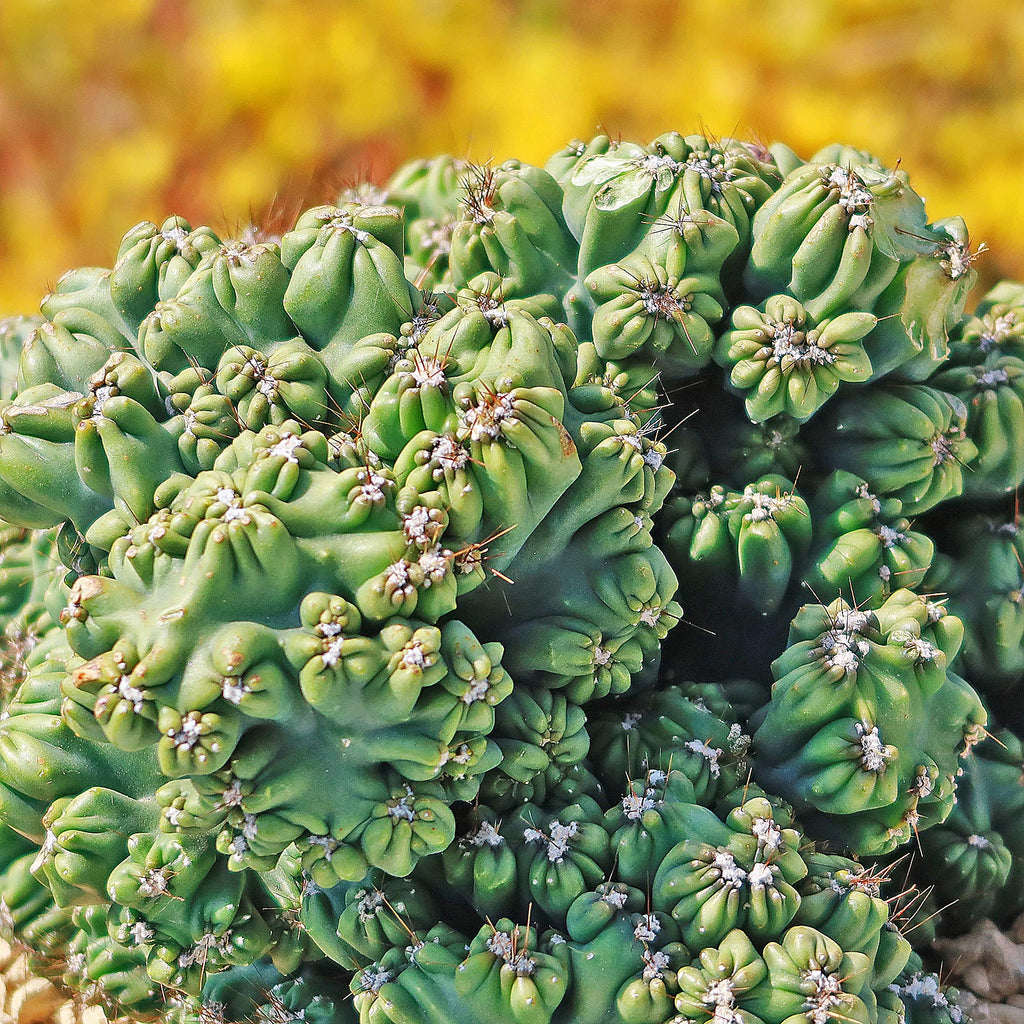 Cereus forbesii monstrose &