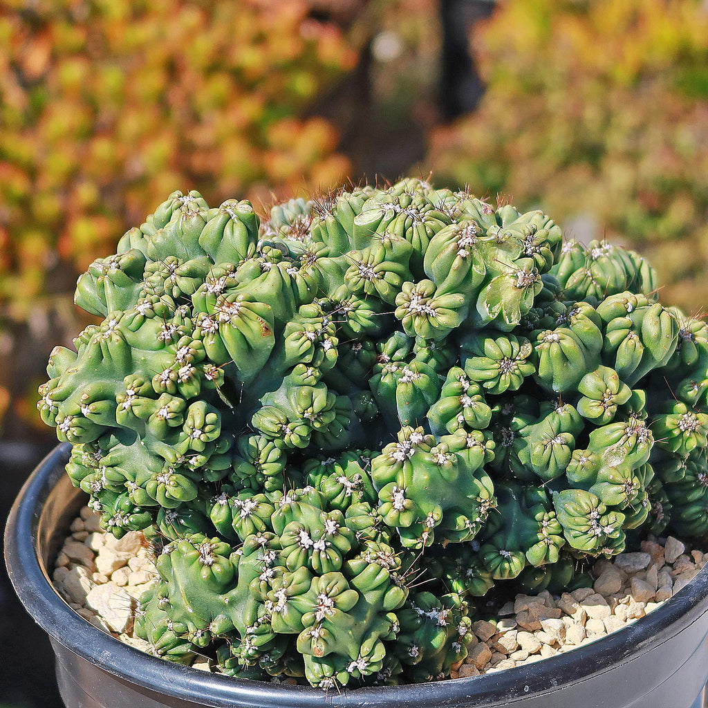 Cereus forbesii monstrose &