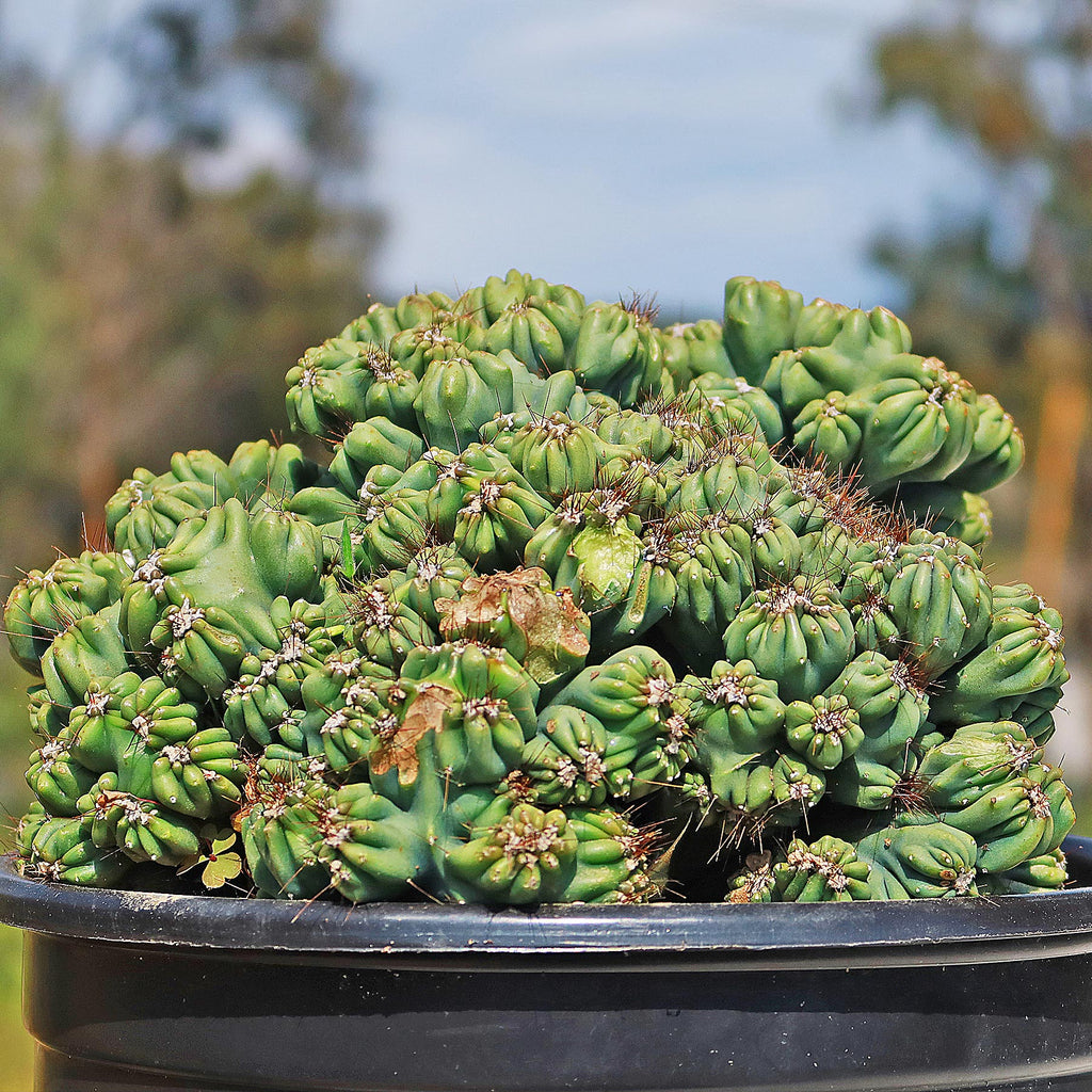 Cereus forbesii monstrose &