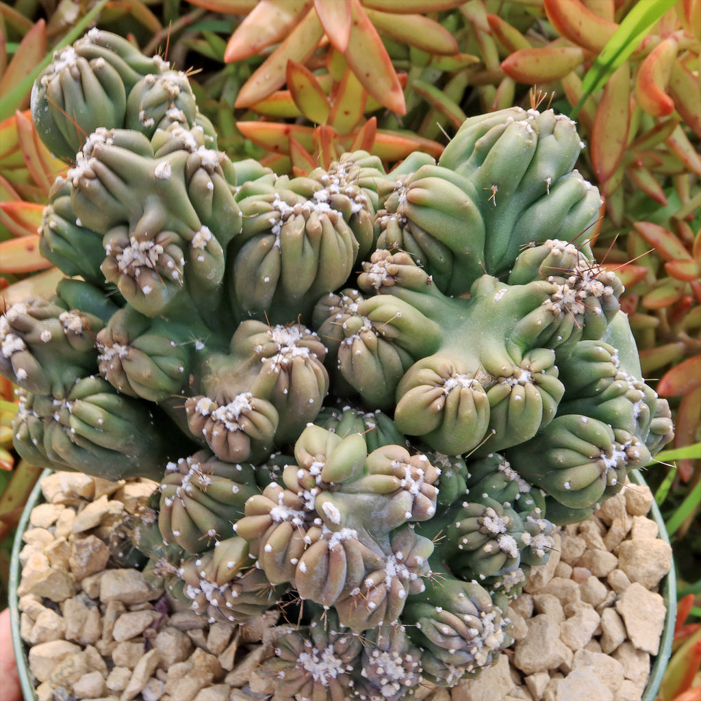 Cereus forbesii monstrose &