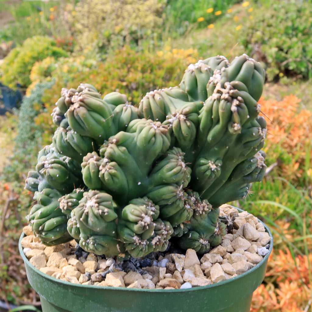 Cereus forbesii monstrose &