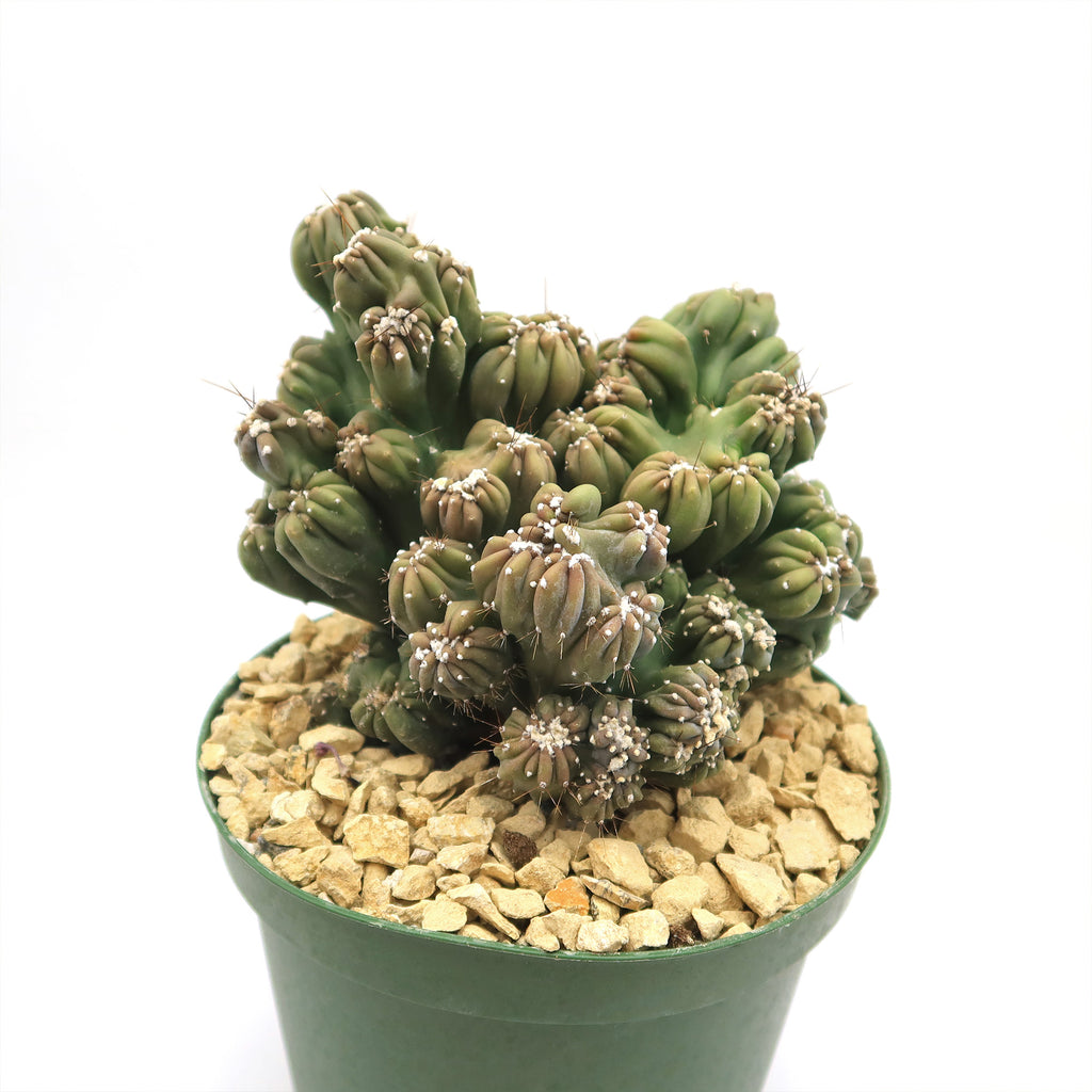 Cereus forbesii monstrose &