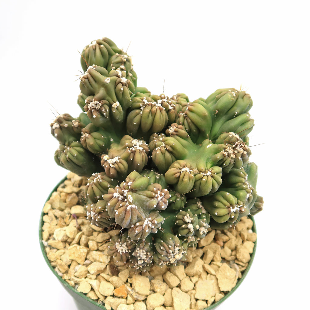 Cereus forbesii monstrose &