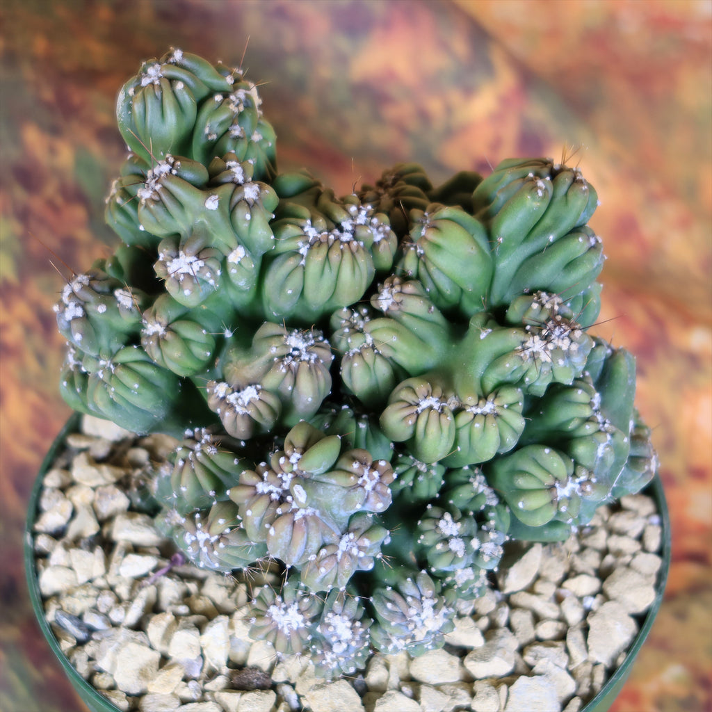 Cereus forbesii monstrose &