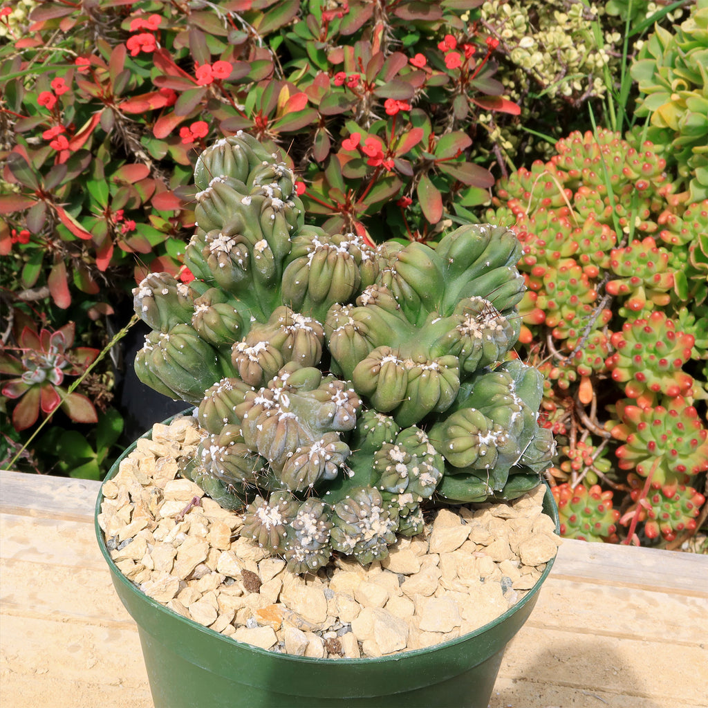 Cereus forbesii monstrose &