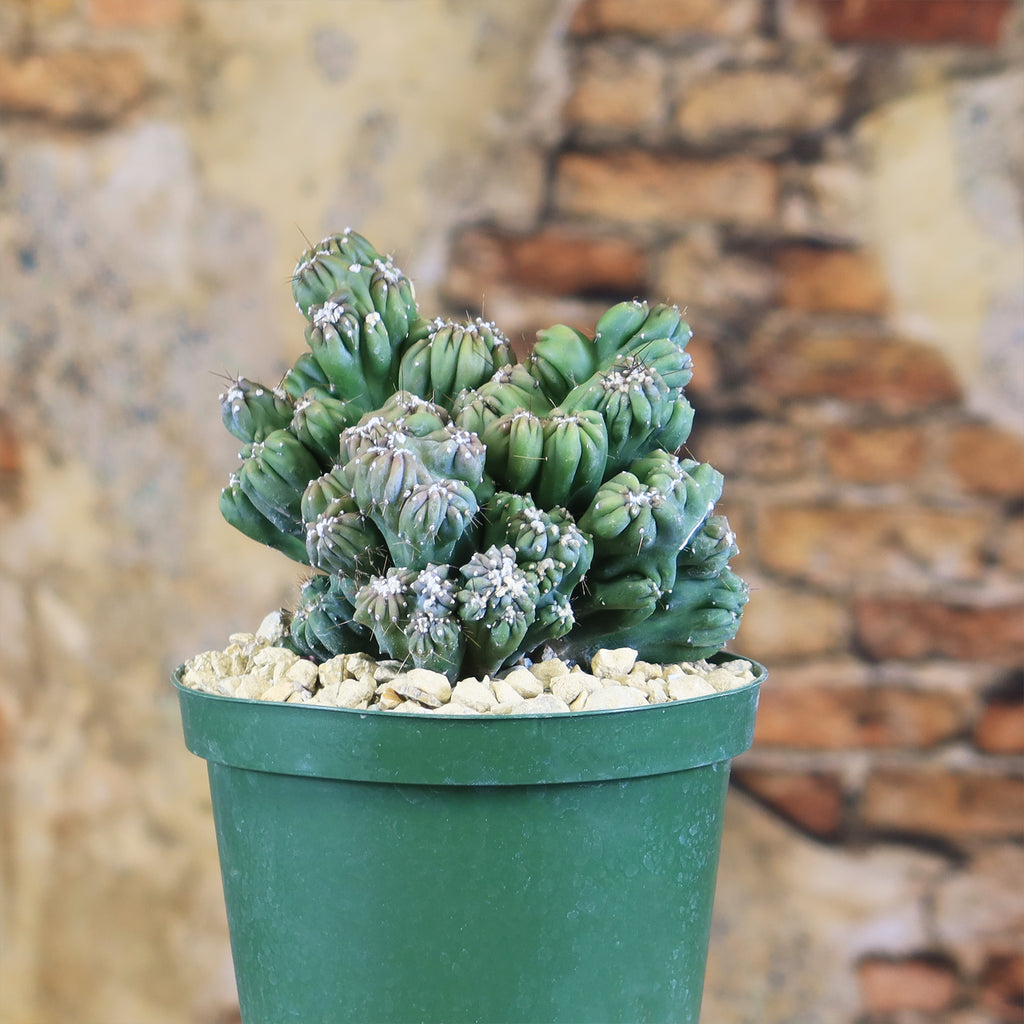 Cereus forbesii monstrose &