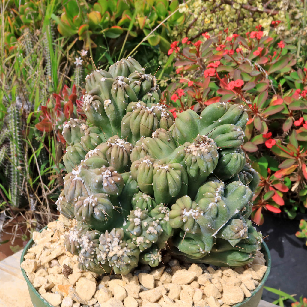 Cereus forbesii monstrose &