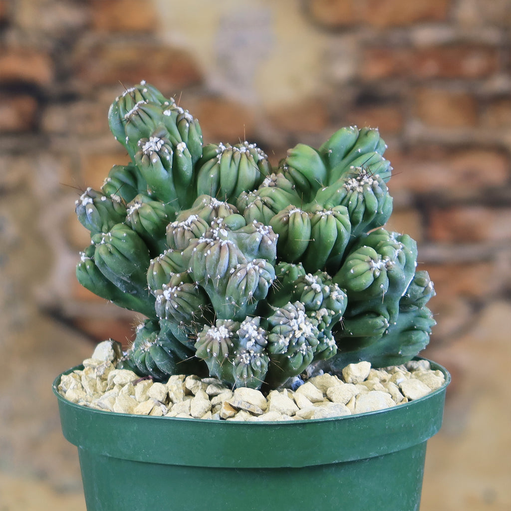 Cereus forbesii monstrose &