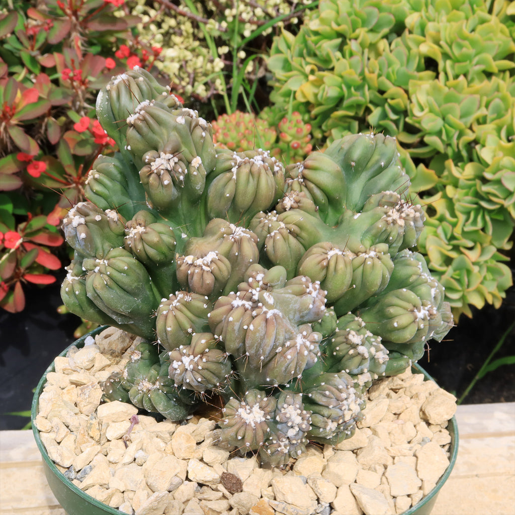 Cereus forbesii monstrose &