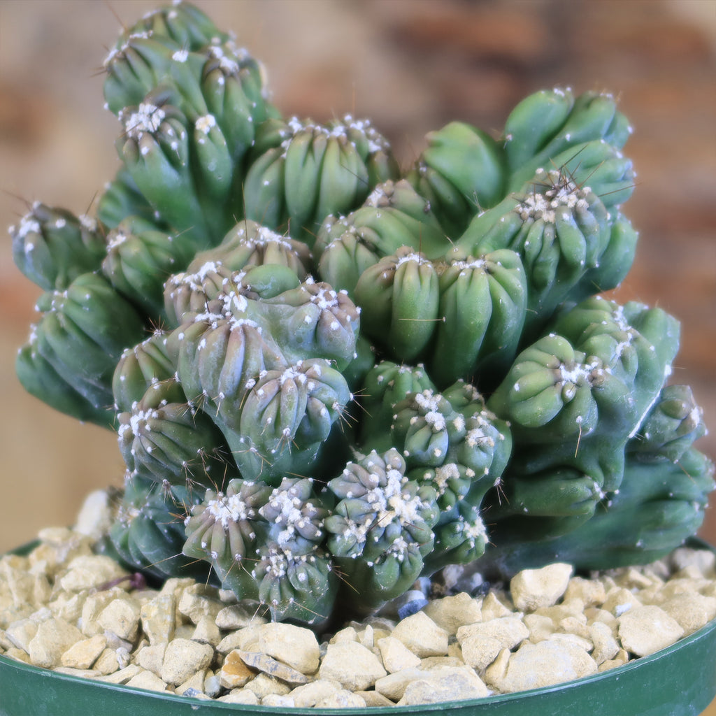 Cereus forbesii monstrose &