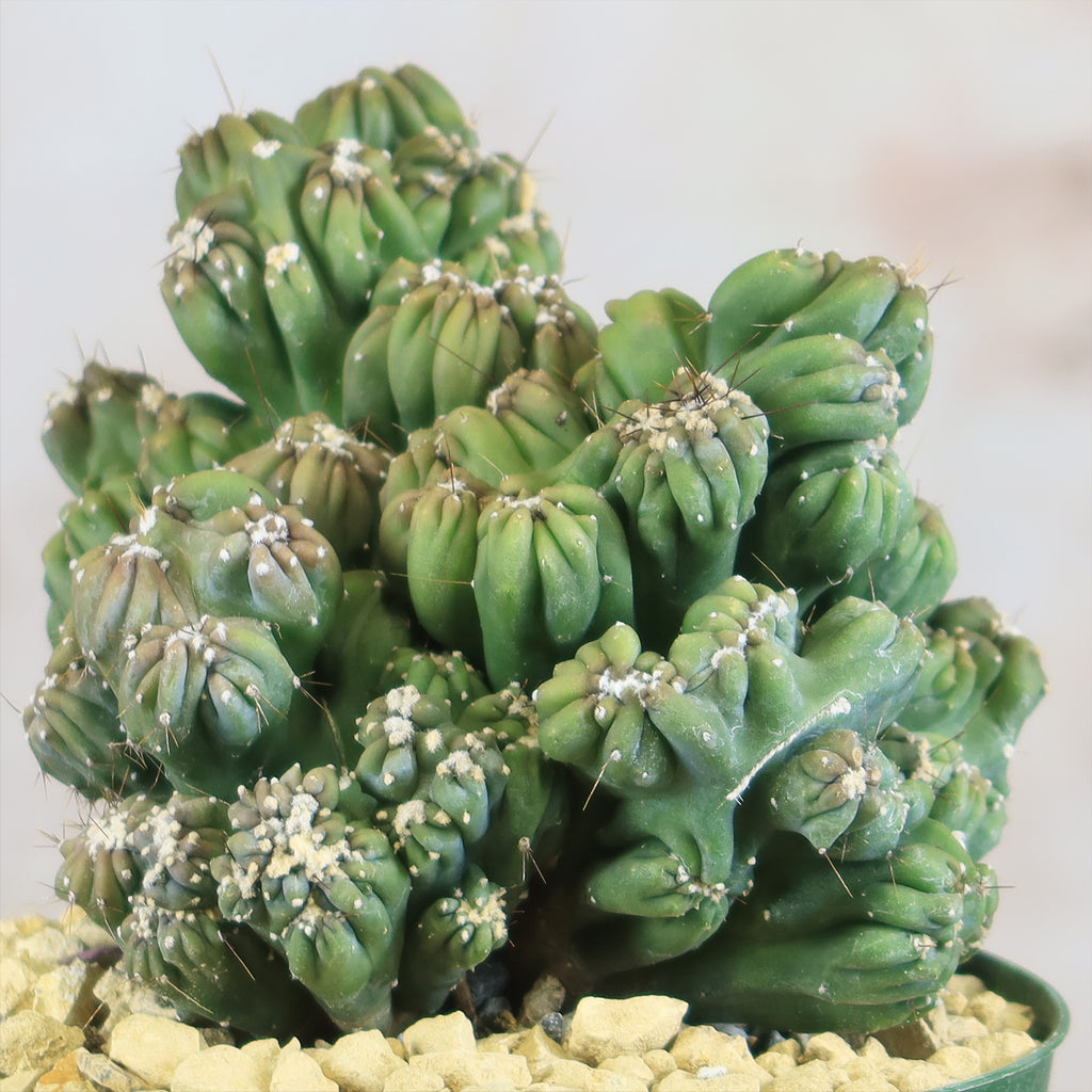 Cereus forbesii monstrose &