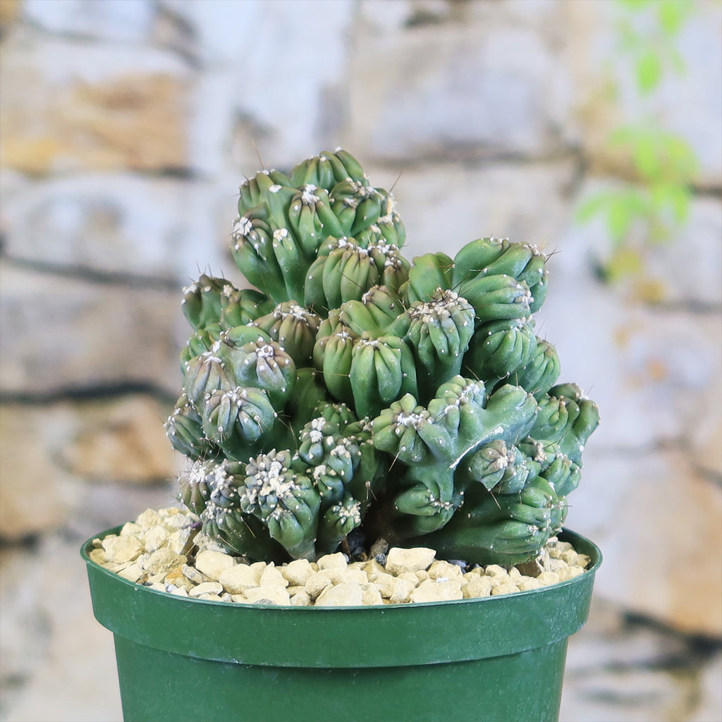 Cereus forbesii monstrose &