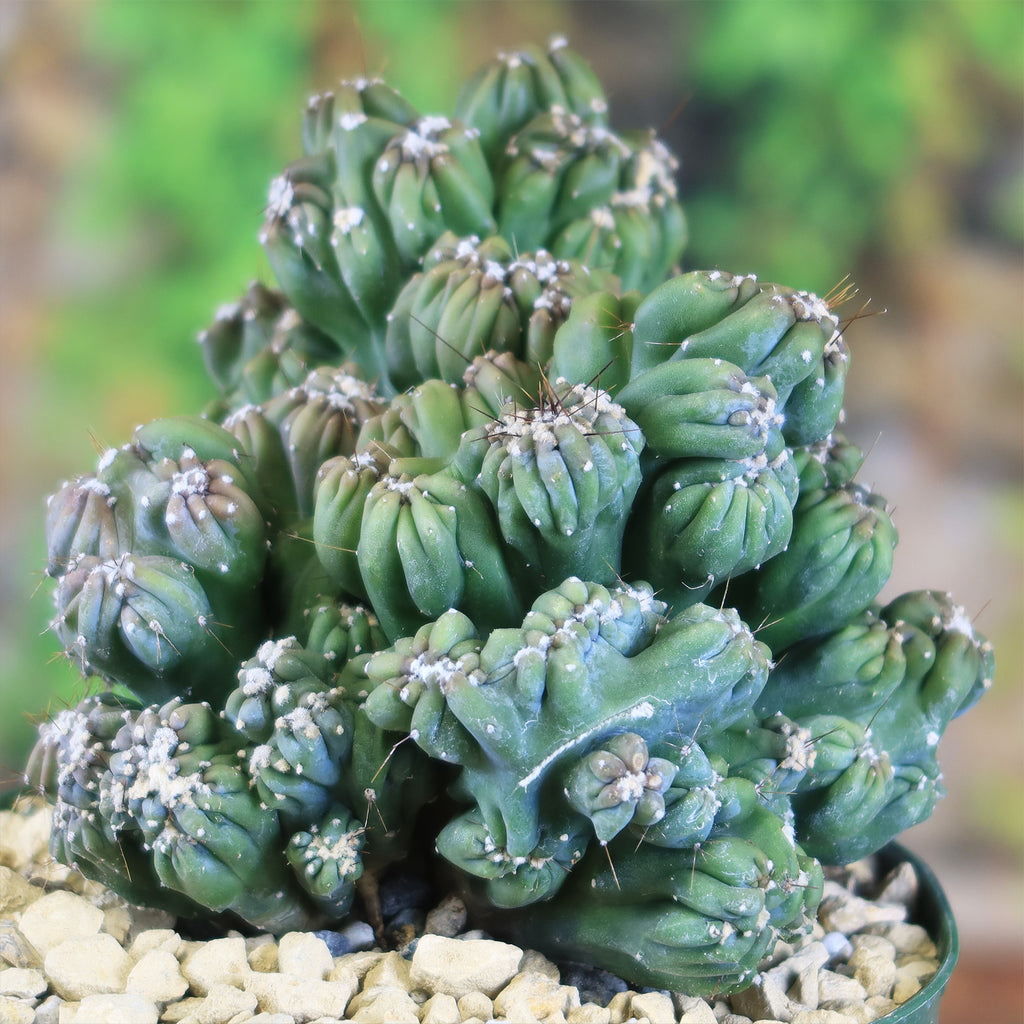 Cereus forbesii monstrose &