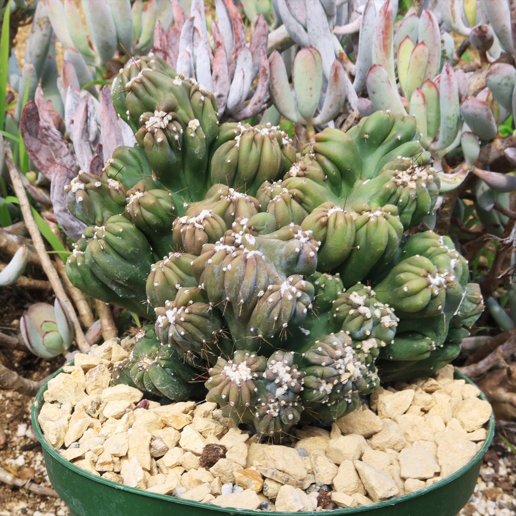 Cereus forbesii monstrose &