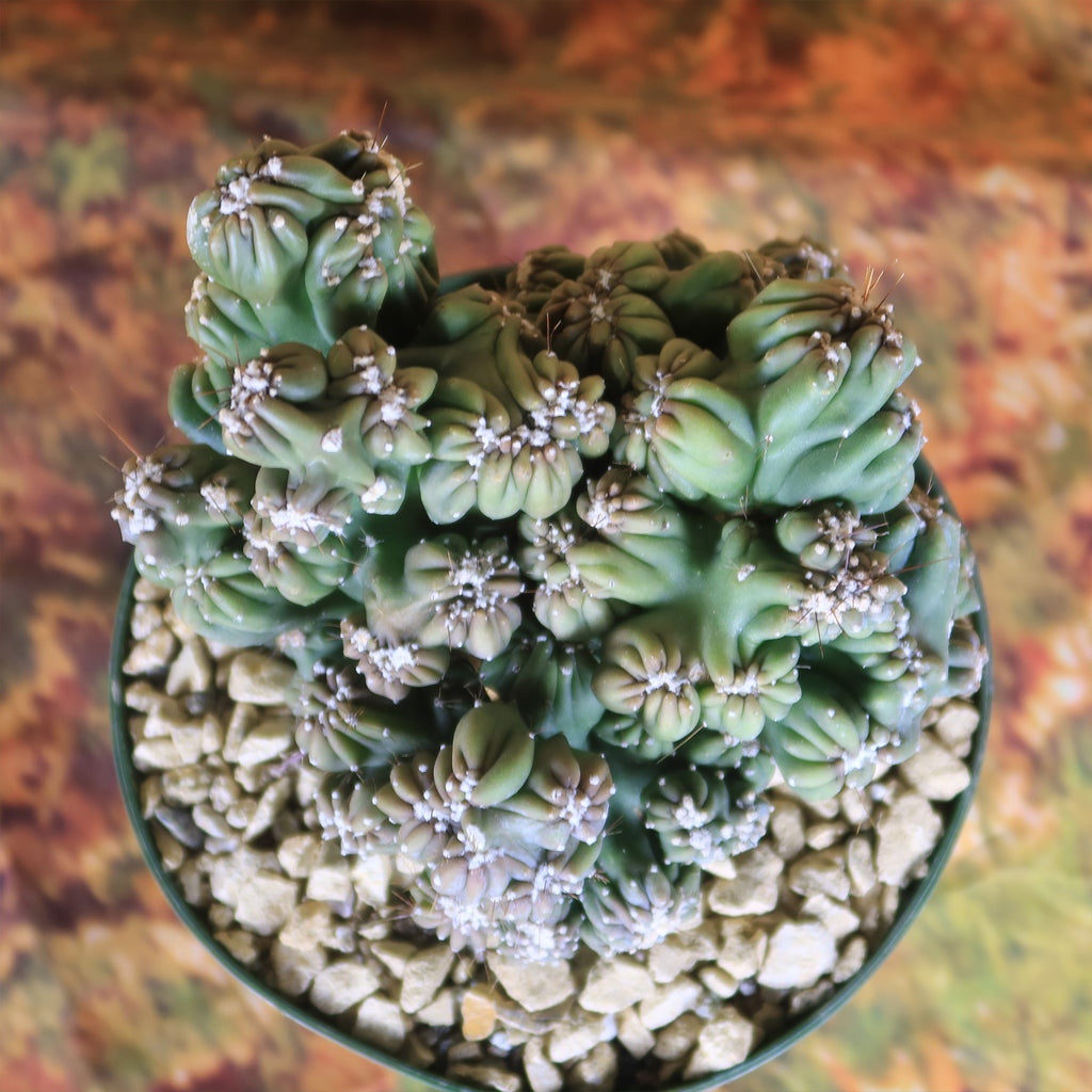 Cereus forbesii monstrose &