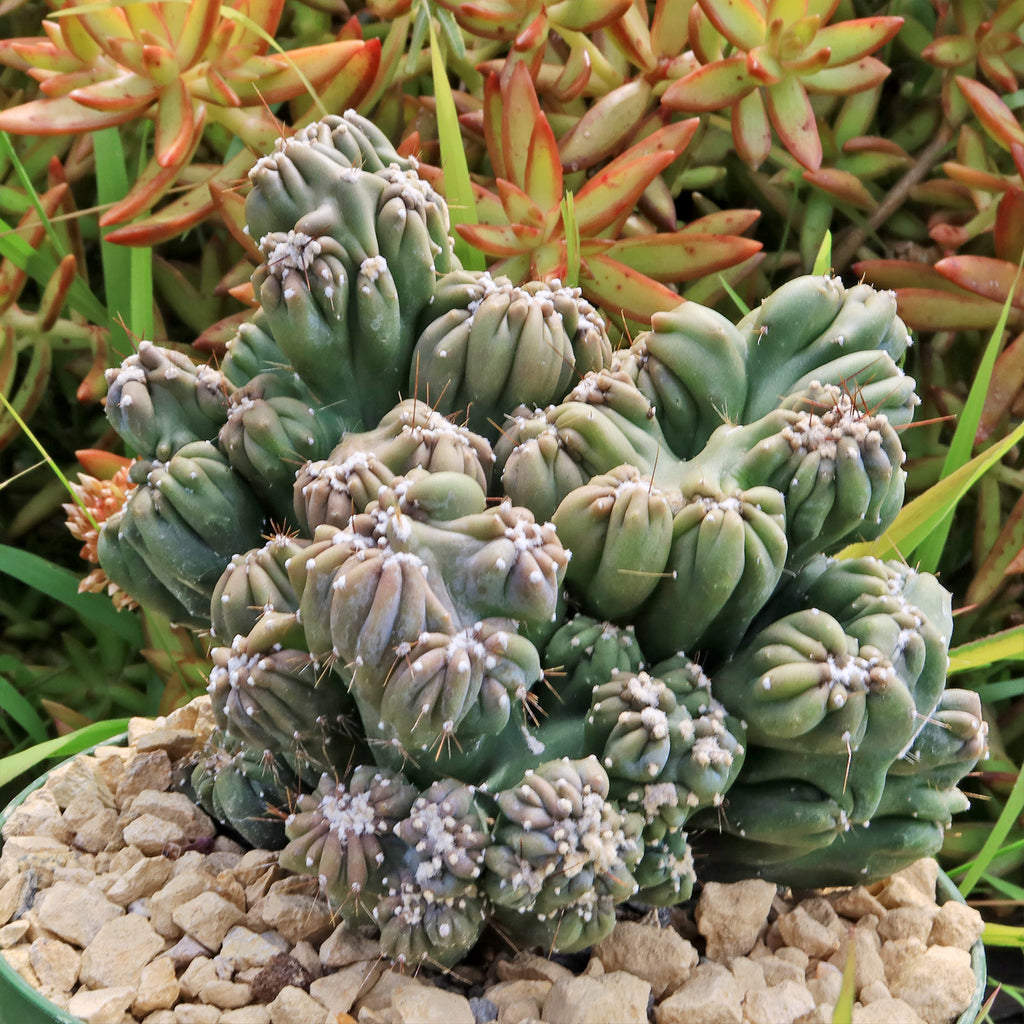 Cereus forbesii monstrose &