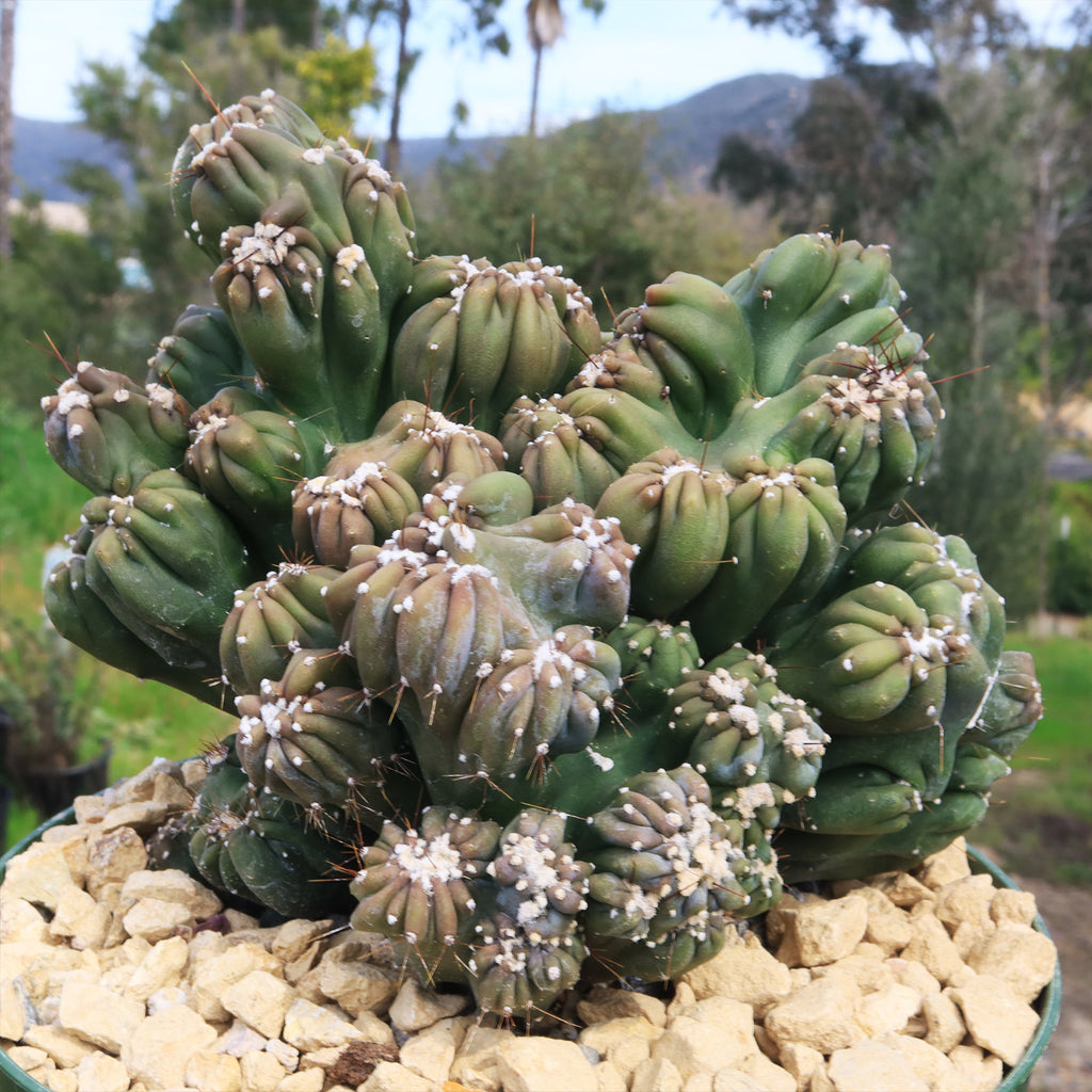 Cereus forbesii monstrose &