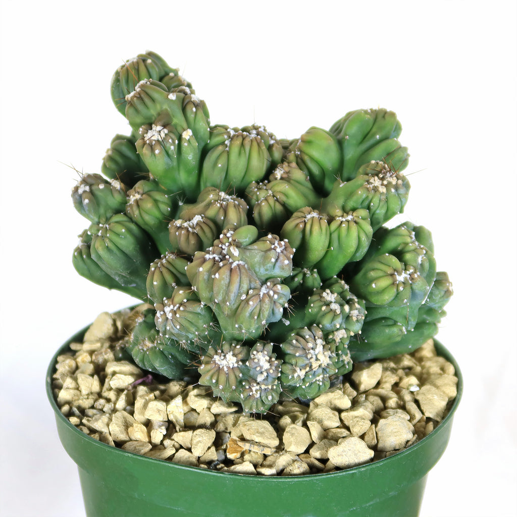 Cereus forbesii monstrose &