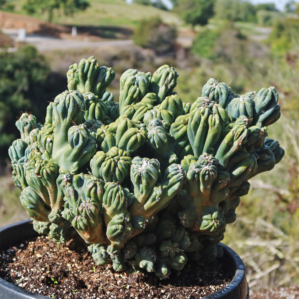 Cereus forbesii monstrose &