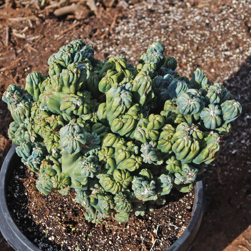 Cereus forbesii monstrose &