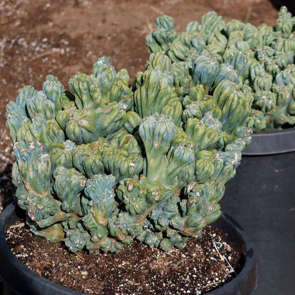 Cereus forbesii monstrose &