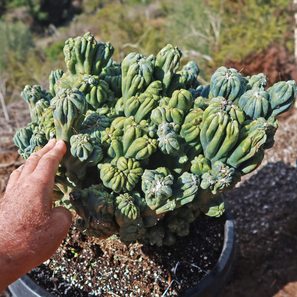 Cereus forbesii monstrose &