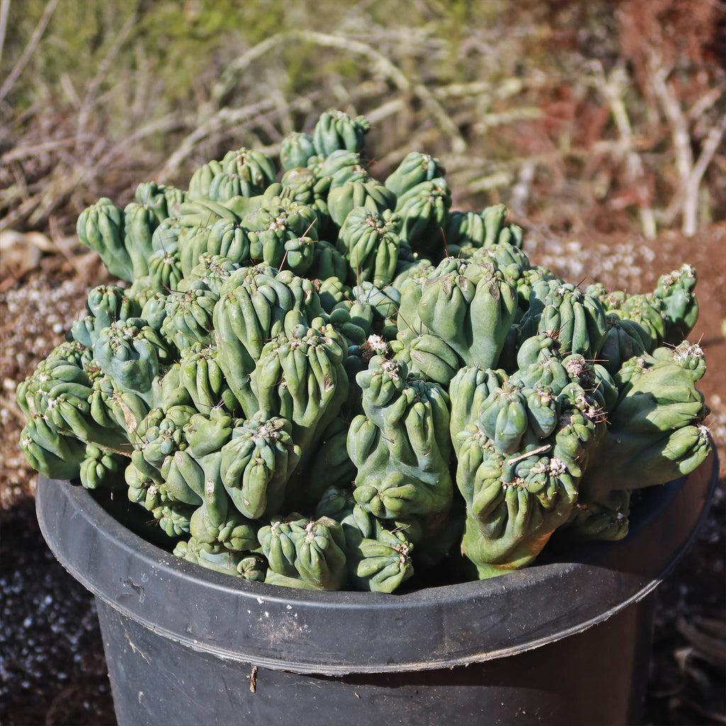 Cereus forbesii monstrose &