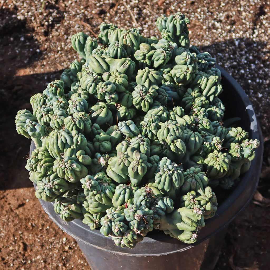 Cereus forbesii monstrose &