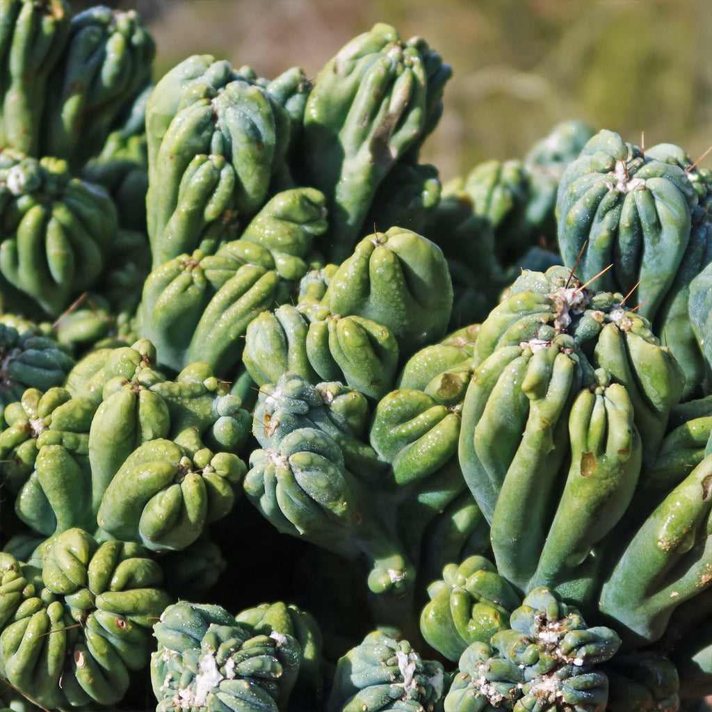 Cereus forbesii monstrose &