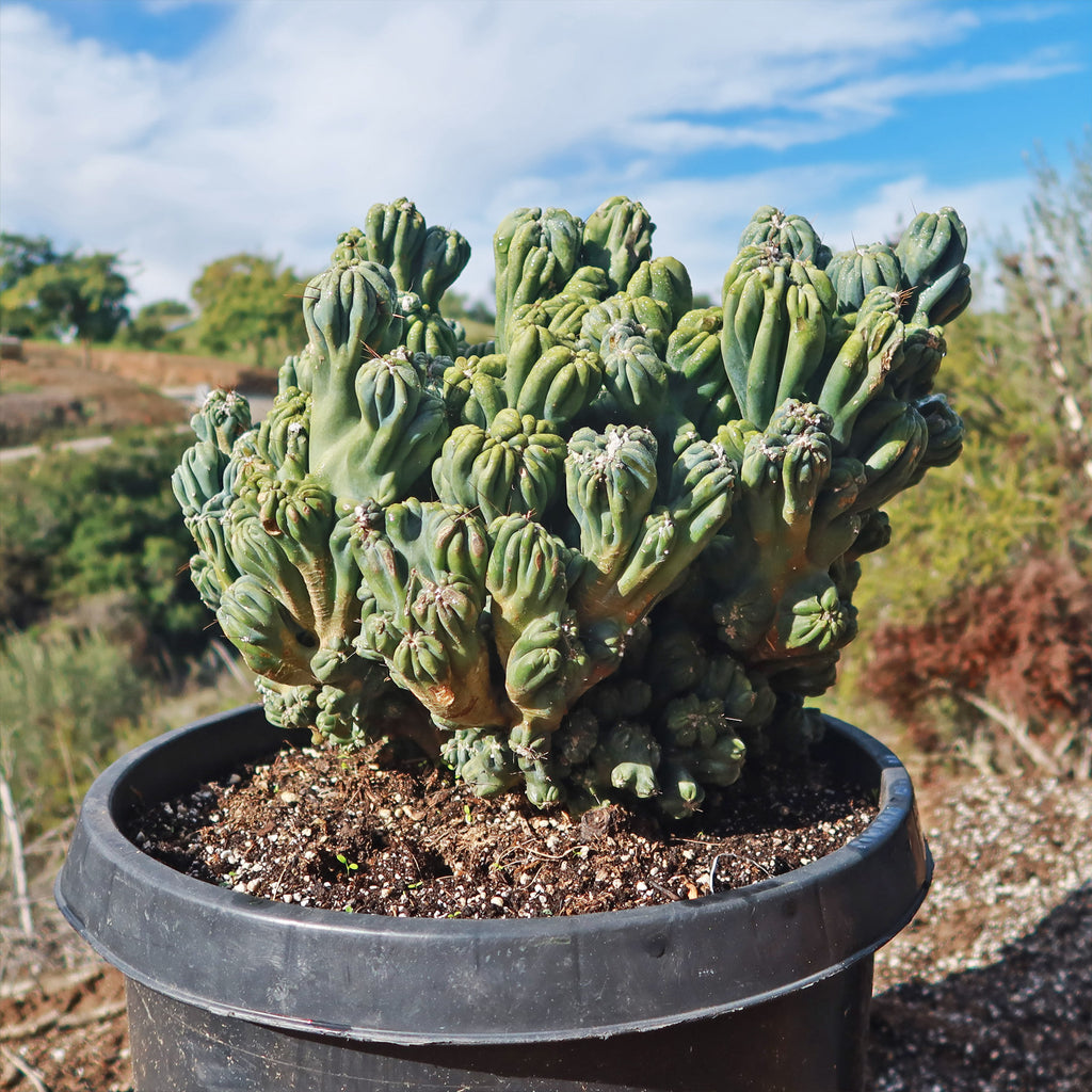 Cereus forbesii monstrose &