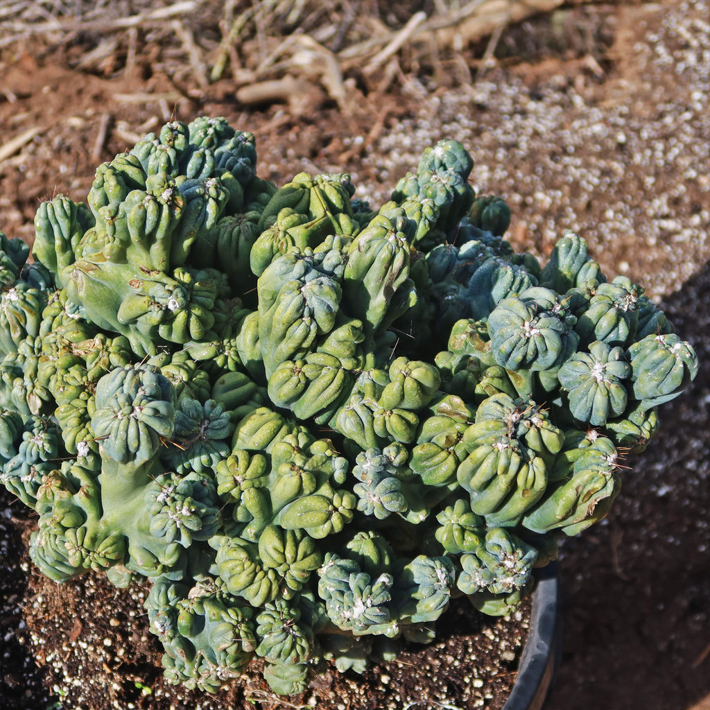 Cereus forbesii monstrose &