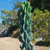 Monstrose Apple Cactus &