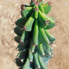 Monstrose Apple Cactus &