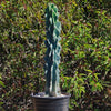 Monstrose Apple Cactus &