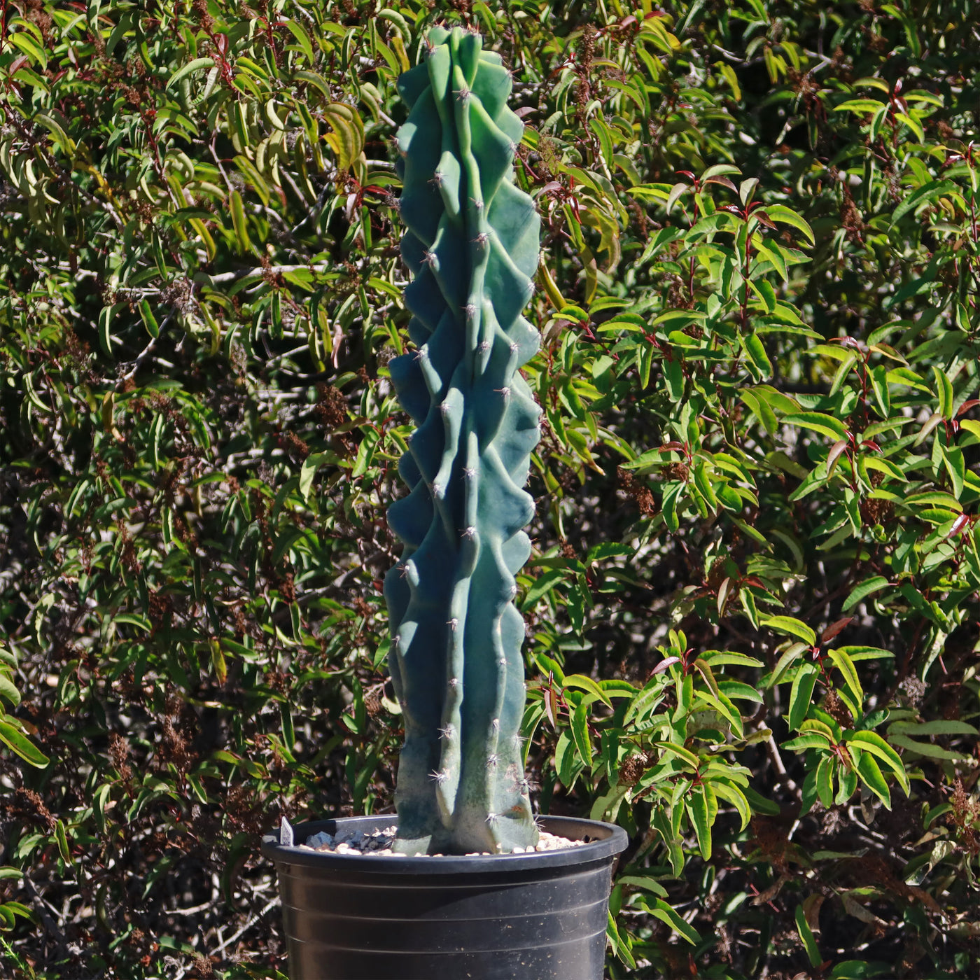 Monstrose Apple Cactus 'Cereus peruvianus monstrose'