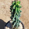 Monstrose Apple Cactus &