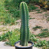 Hedge Cactus – Cereus hildmannianus