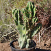 Monstrose Apple Cactus &