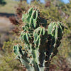 Monstrose Apple Cactus &