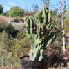 Monstrose Apple Cactus &