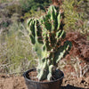 Monstrose Apple Cactus &