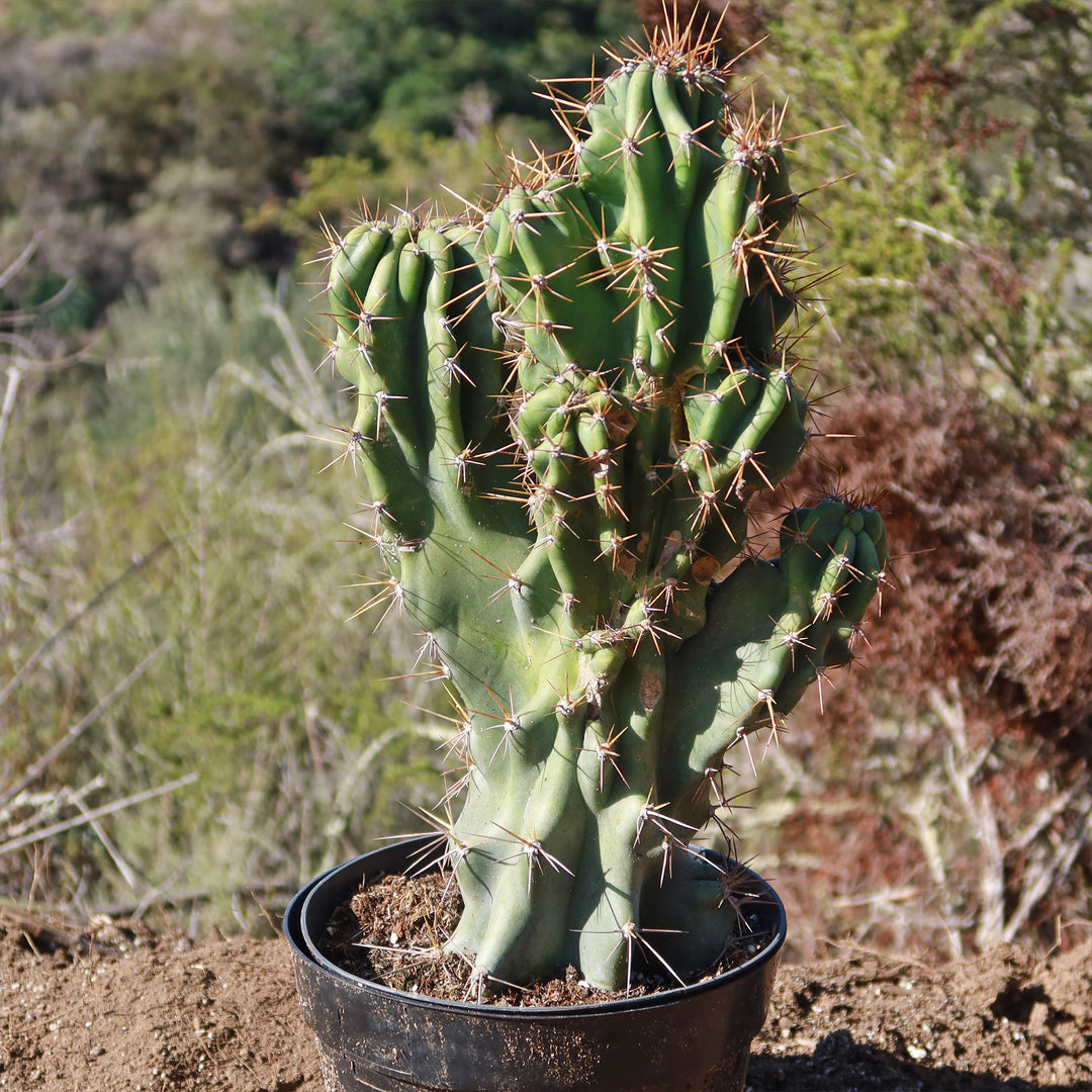 Monstrose Cereus Peruvianus Cactus 46