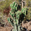 Monstrose Apple Cactus &