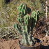 Monstrose Apple Cactus &