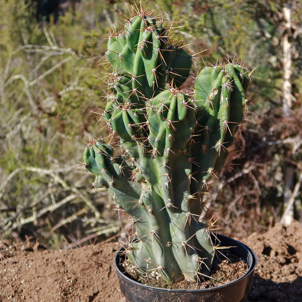 Monstrose Apple Cactus &