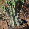 Monstrose Apple Cactus &