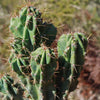 Monstrose Apple Cactus &