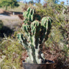 Monstrose Apple Cactus &